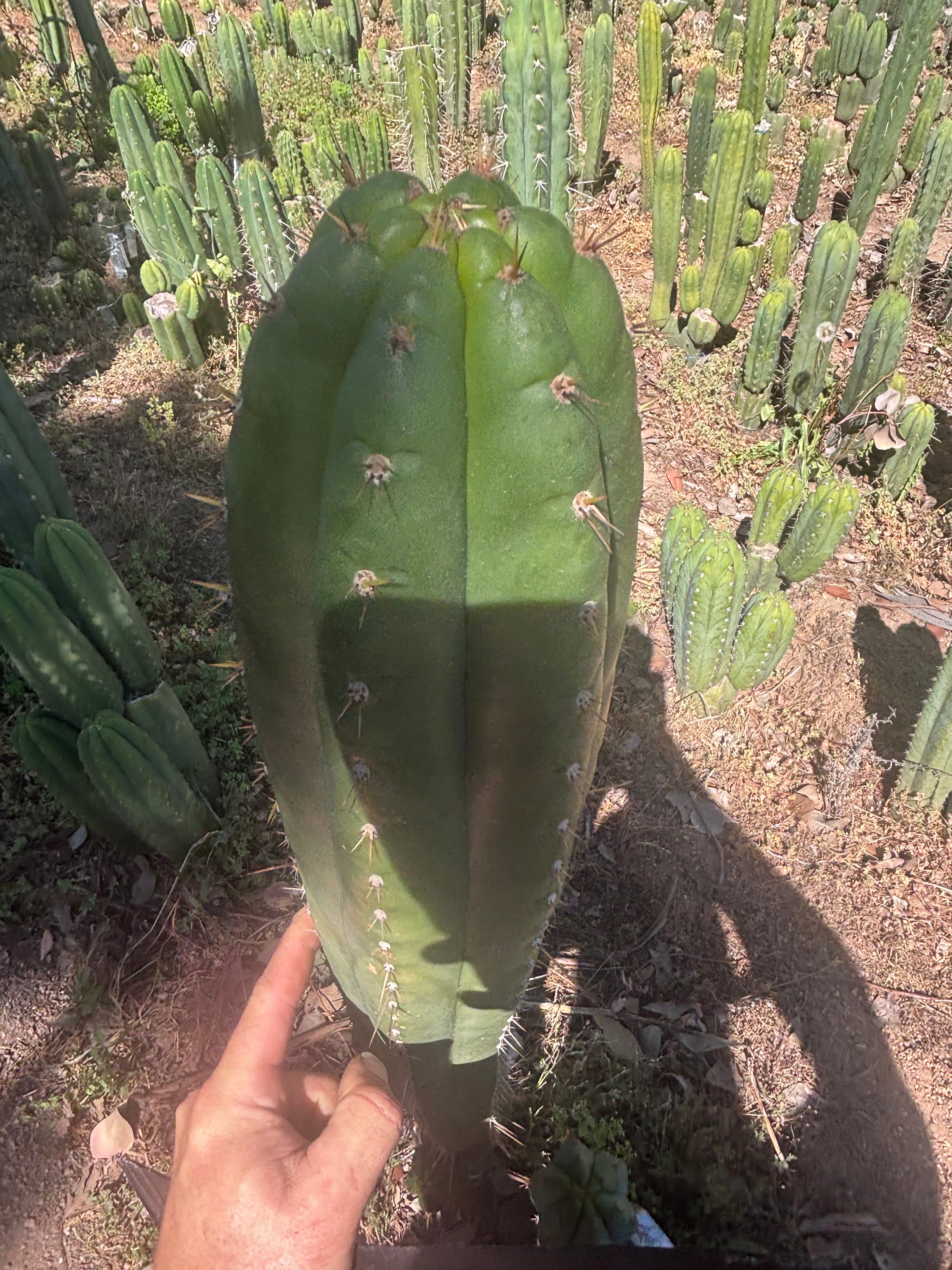 💎👑🌶️ Torres & Torres — XL 14” Tip