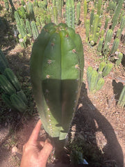 💎👑🌶️ Torres & Torres — XL 14” Tip