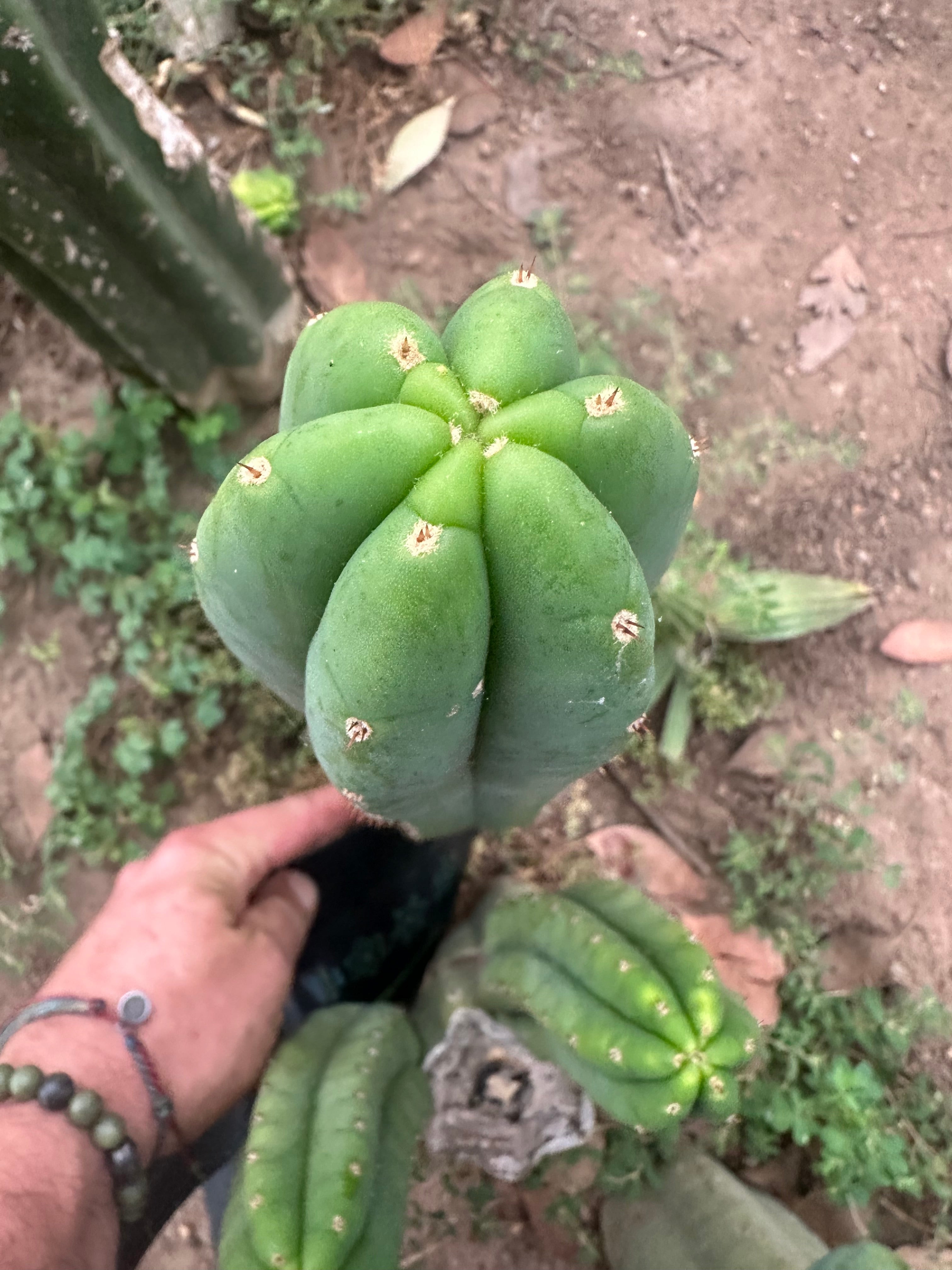 -👑🌶️🌶️ Another Drop, Another Ogun —  12” Pup