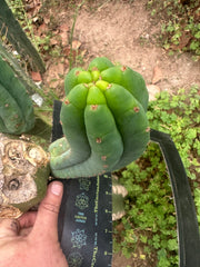 👑🌶️🌶️ Another Drop, Another Ogun — Chunky Pup