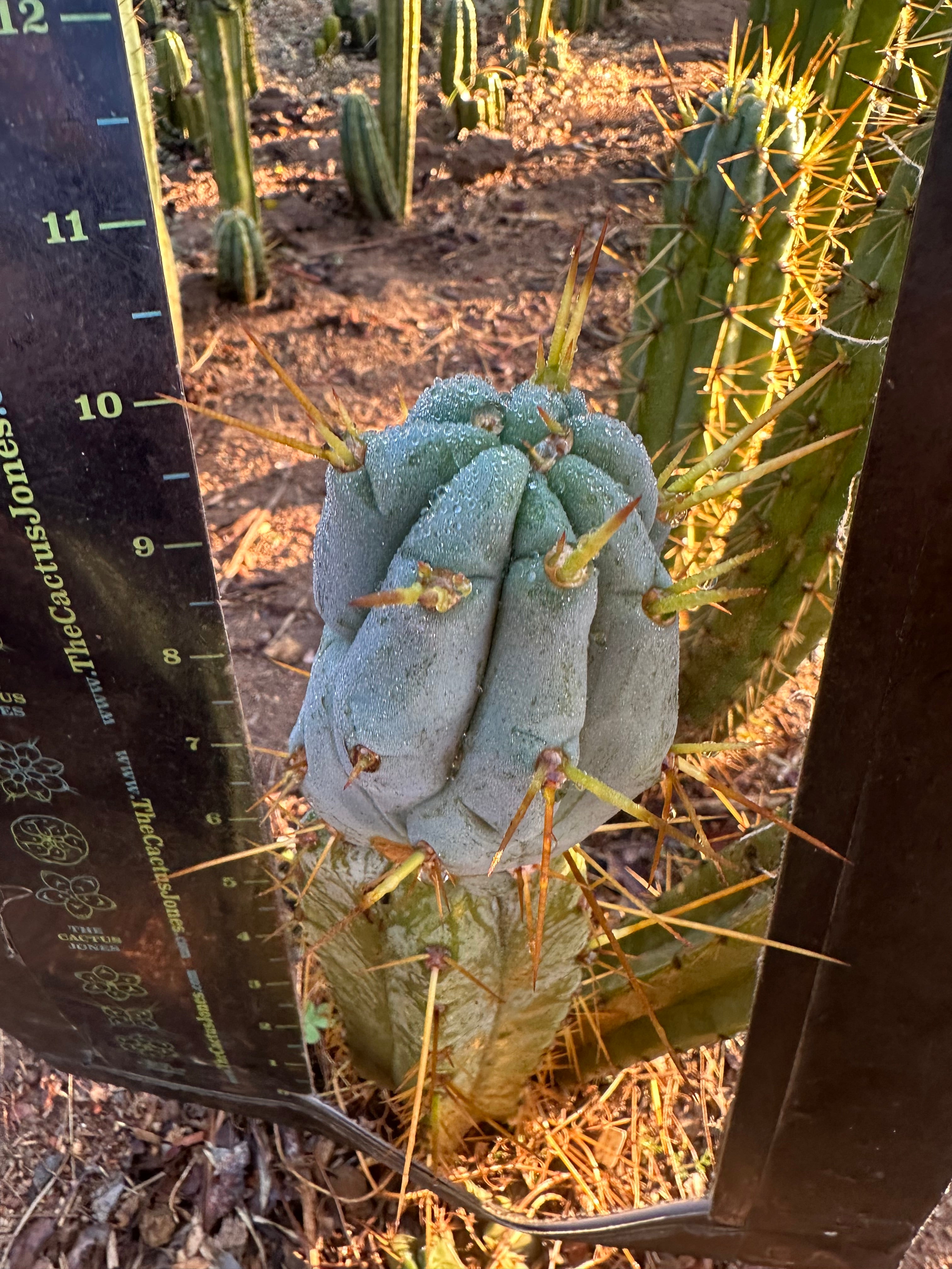 👑🌶️ S.S. Achuma — 10” Tip