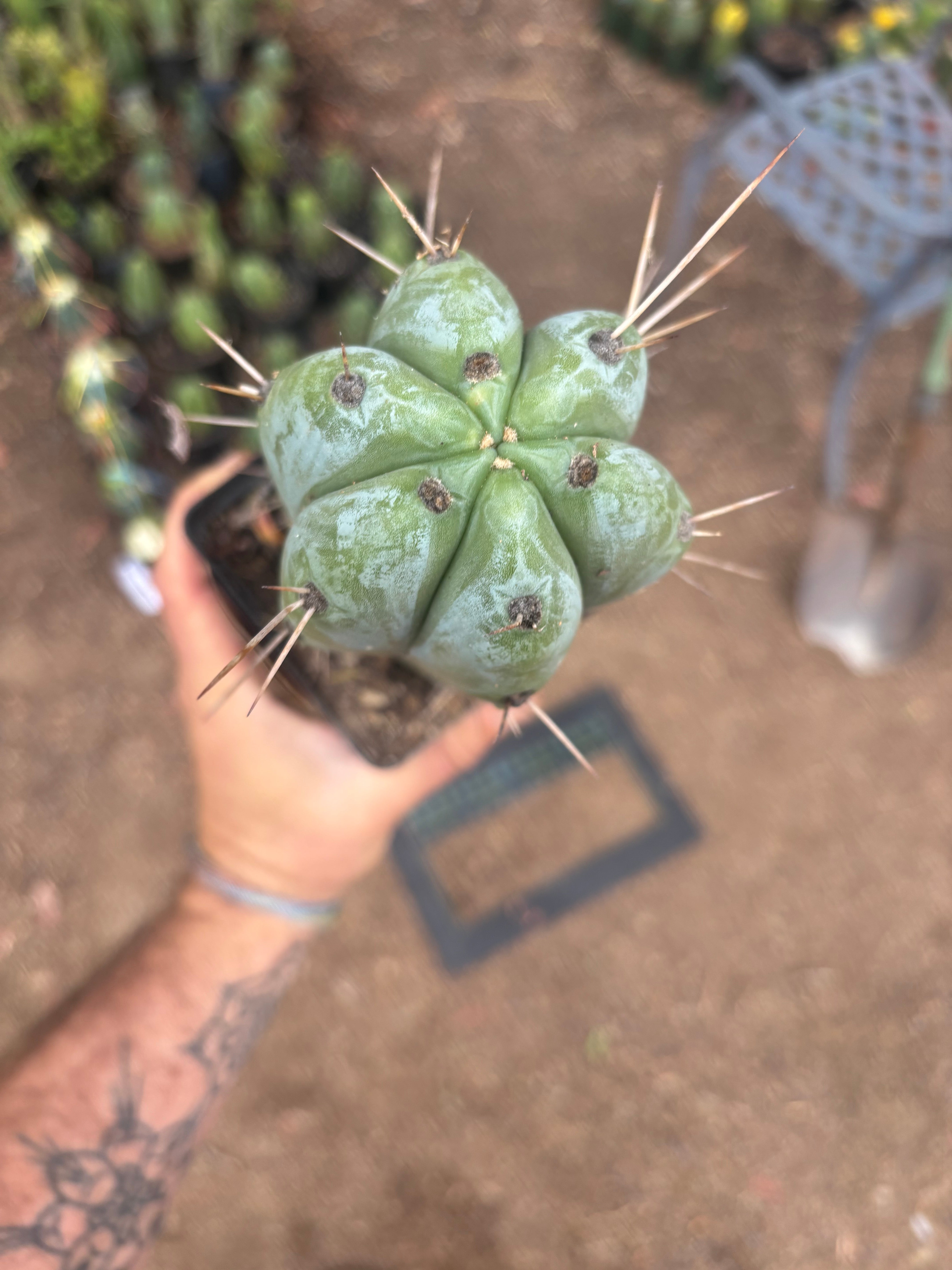 👑🌶️ Psycho0’  — Fat 9” Rooted Tip