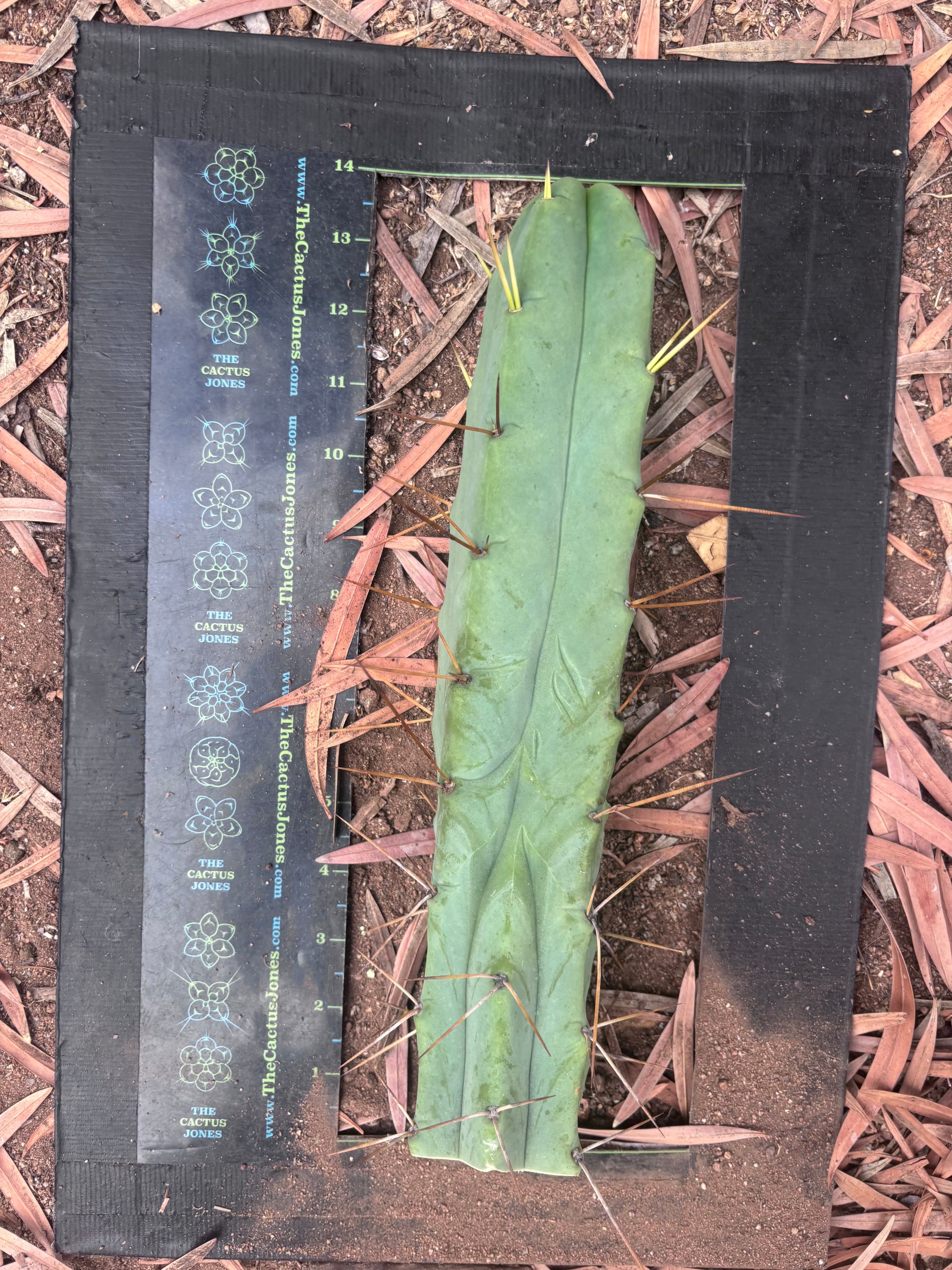 👑💎🌶️ Foolsbreath — XL FourWang 14” Tip