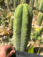 👑🌶️🌶️ Landfill — Another 11” Tip