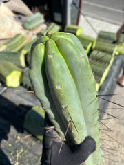👑💎🌶️🌶️ Eileen — Maxed Girth 14” Tip