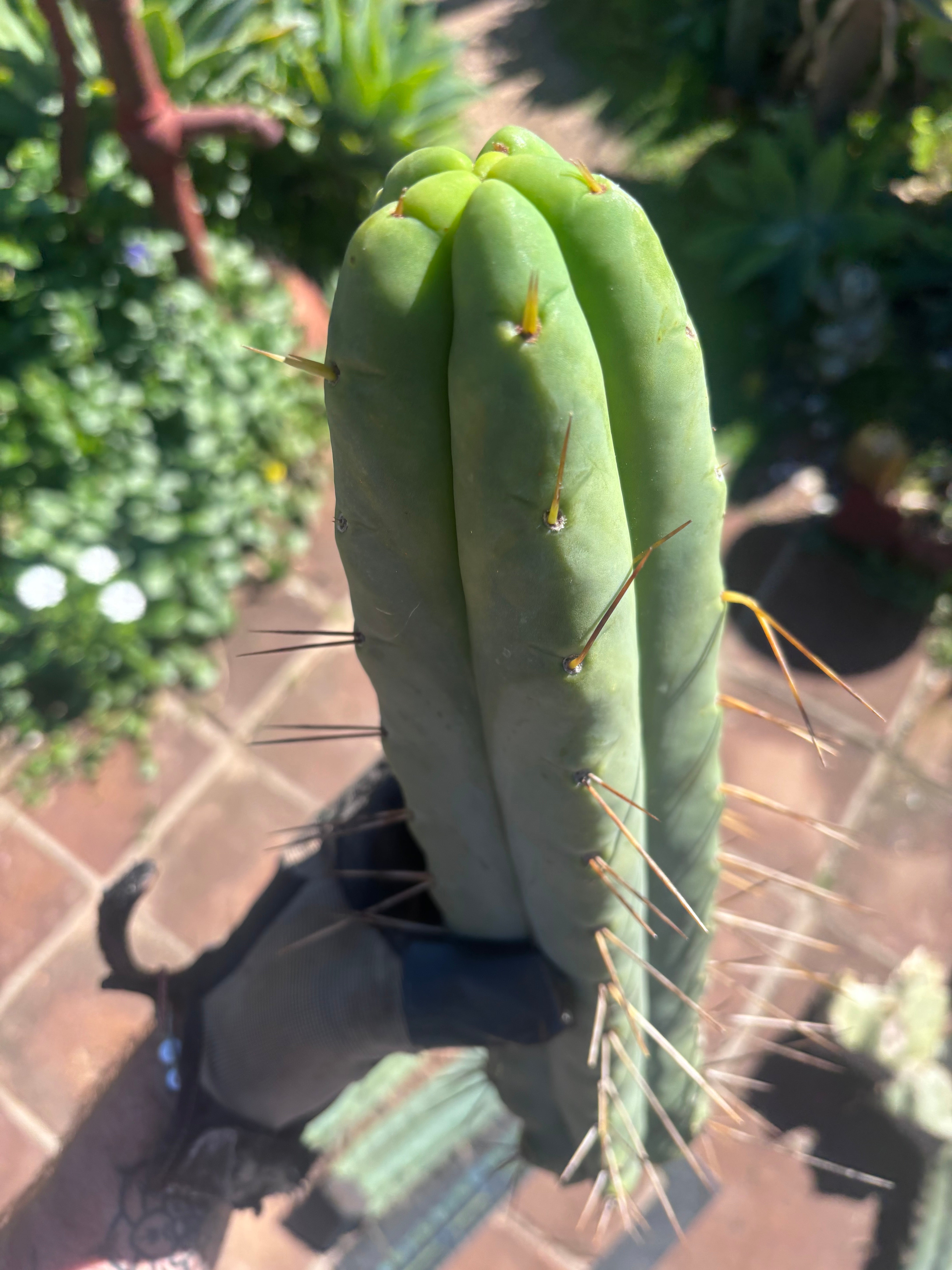 👑💎🌶️🌶️ Eileen — 15” Mega Tips