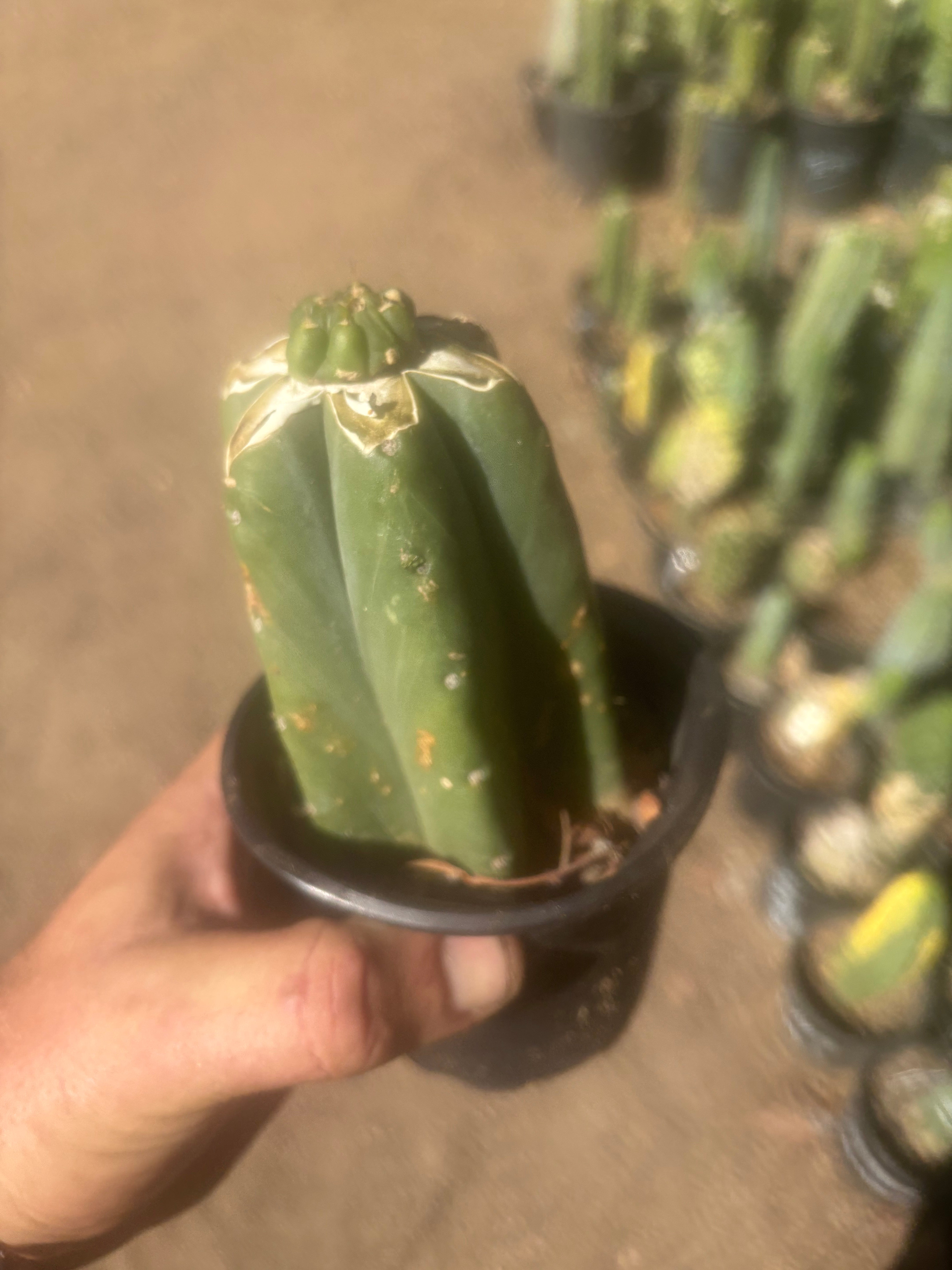 💎👑💎 Tulhuay — Rare Magenta Flower — Pup Graft on Rooted Pierre