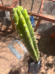 💎 SS02 x DeCosta — XL Seed Grown 21”