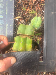 💎👑🌶️ Platform 9 3/4  — Established Puck Graft w/ Pup on Rooted PC