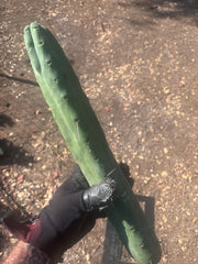 👑🌶️🌶️  Jiimz Twin Spine — XL 16” Tip