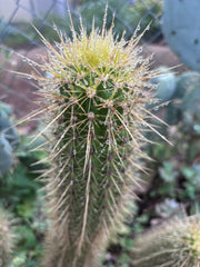 💎 T.Camarguensis  — 11” Tip