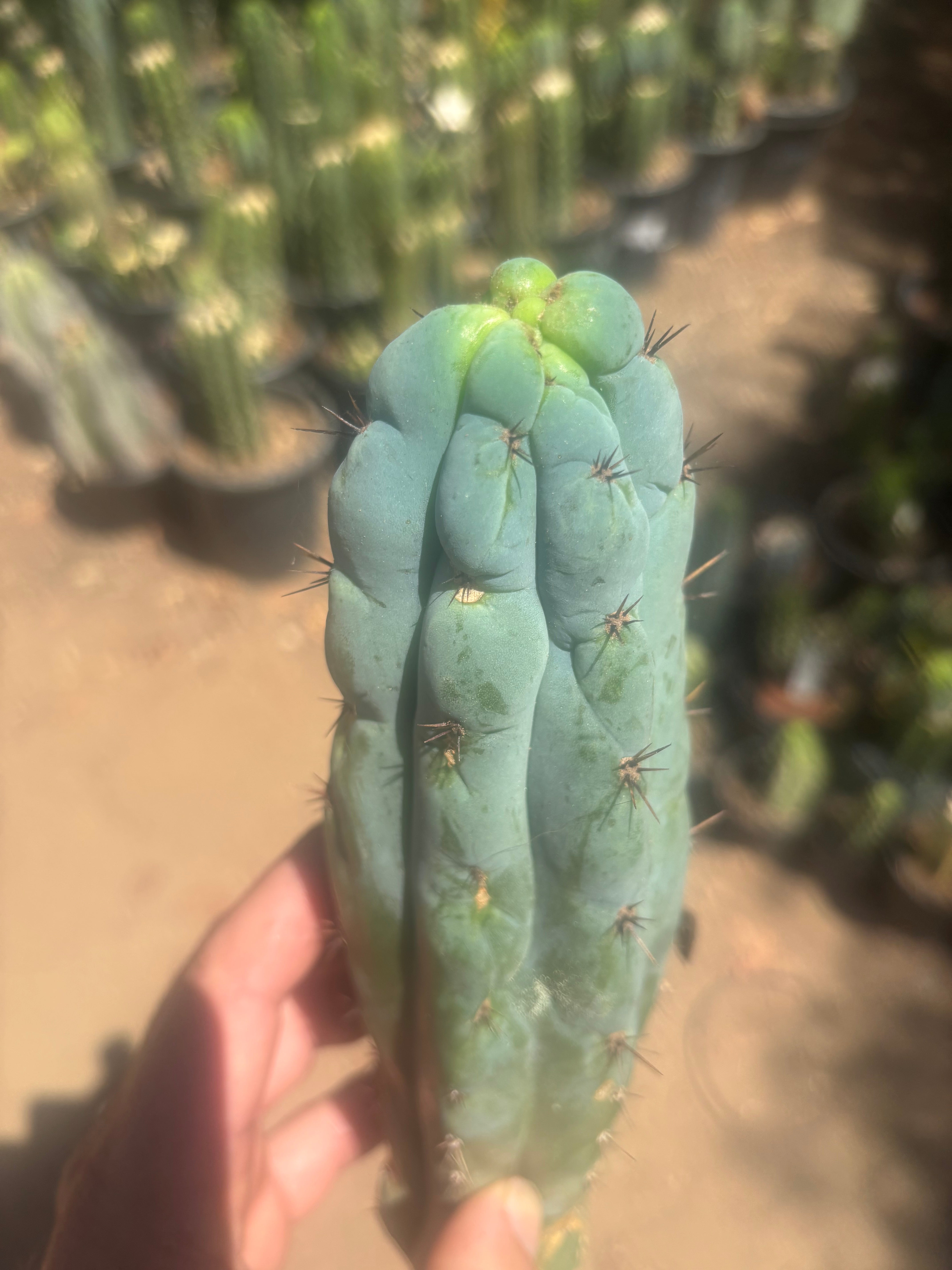 💎👑💎 Y2K  — 8.5” Tip
