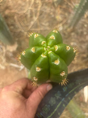 💎👑💎🌶️ CareBear — Chonky 5” Tip