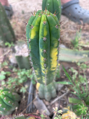 💎 Vari Pachanoi — 8” Tip