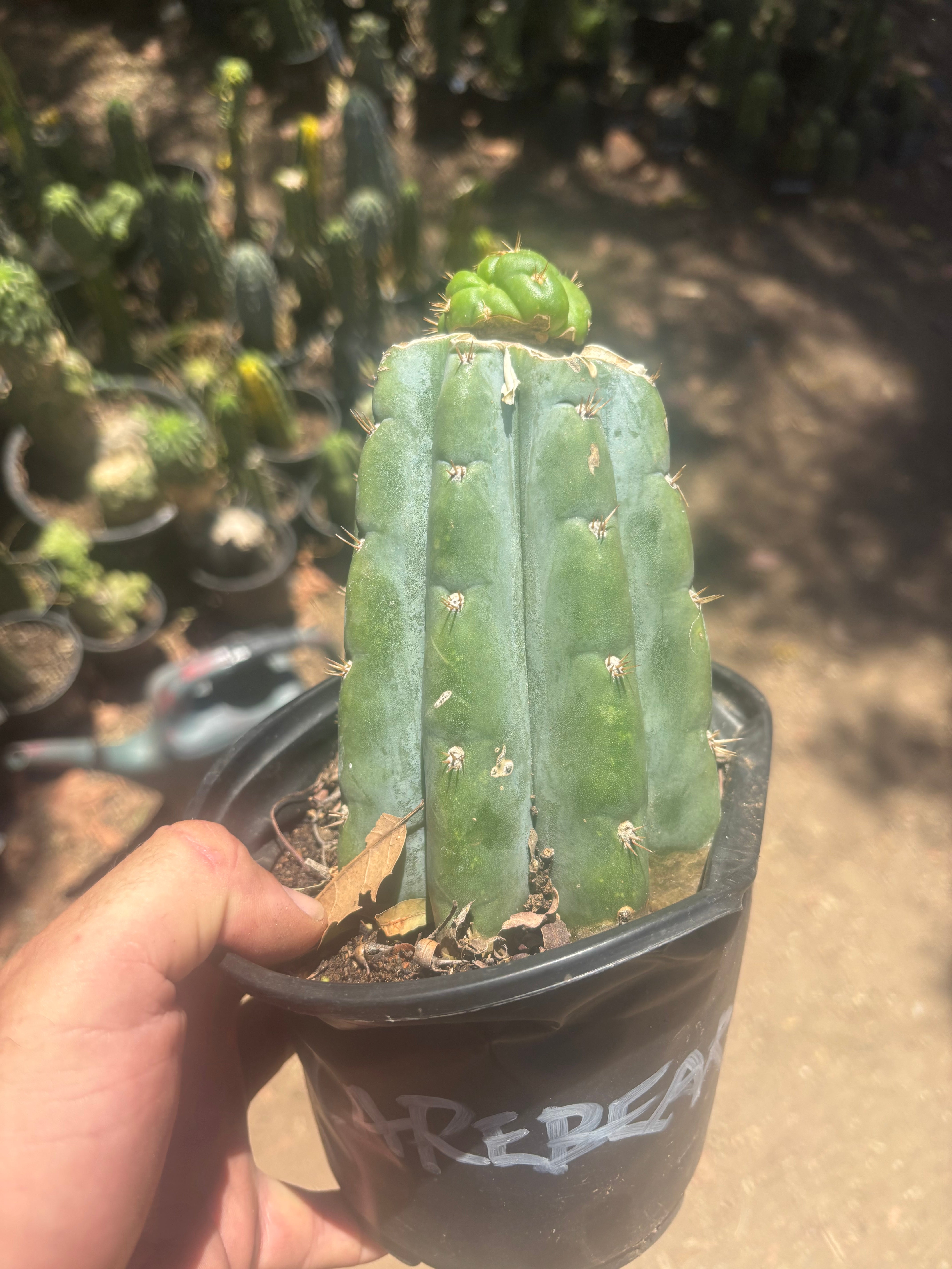 💎👑💎🌶️ CareBear — Graft on Rooted Shine01