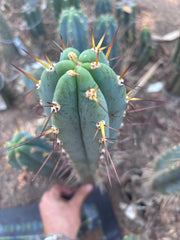 💎👑💎 Rosei 2 — XL 15” Pup