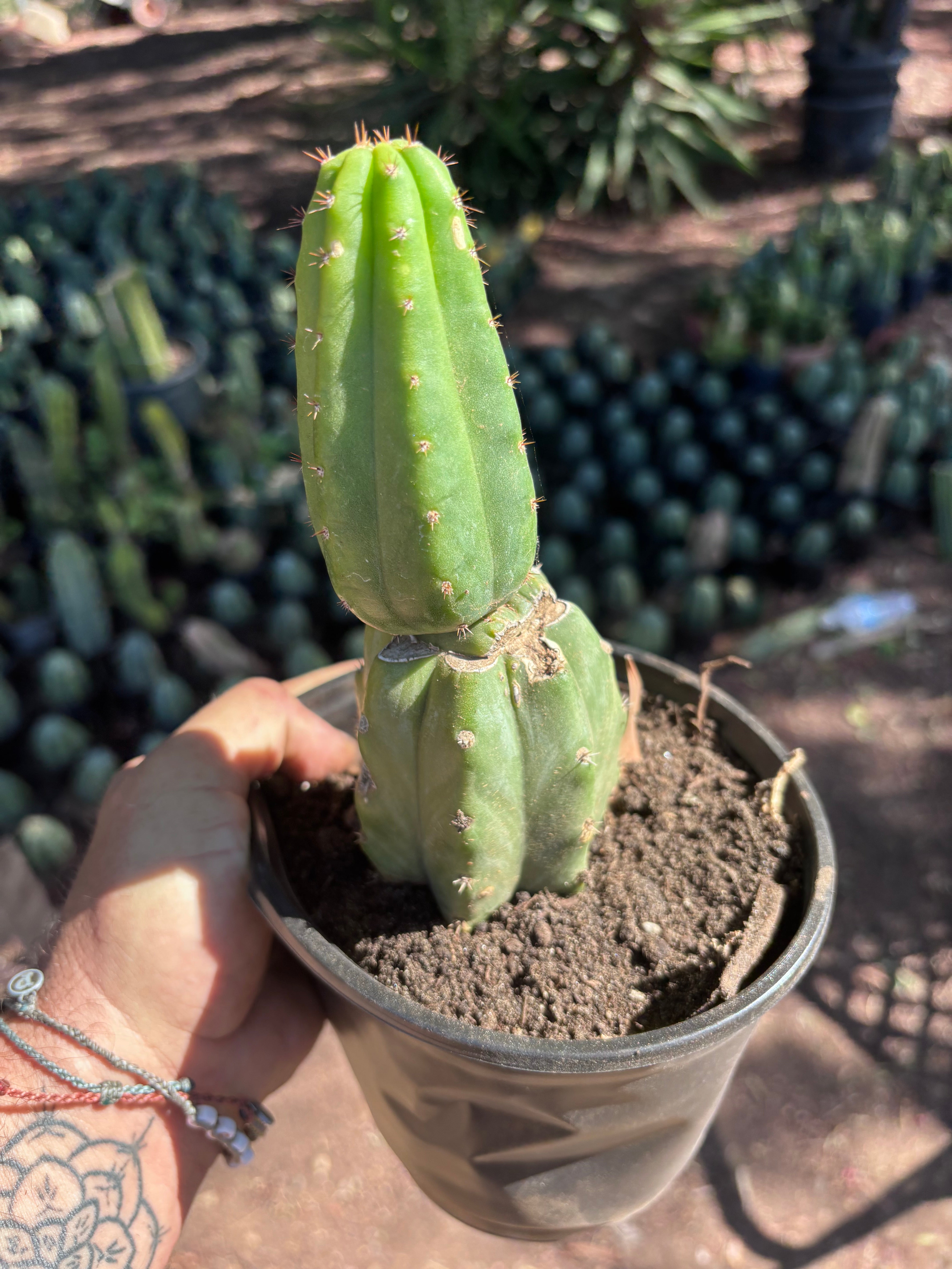 👑🌶️🌶️ KR04 — Another Rooted Slab Graft w/ Pup