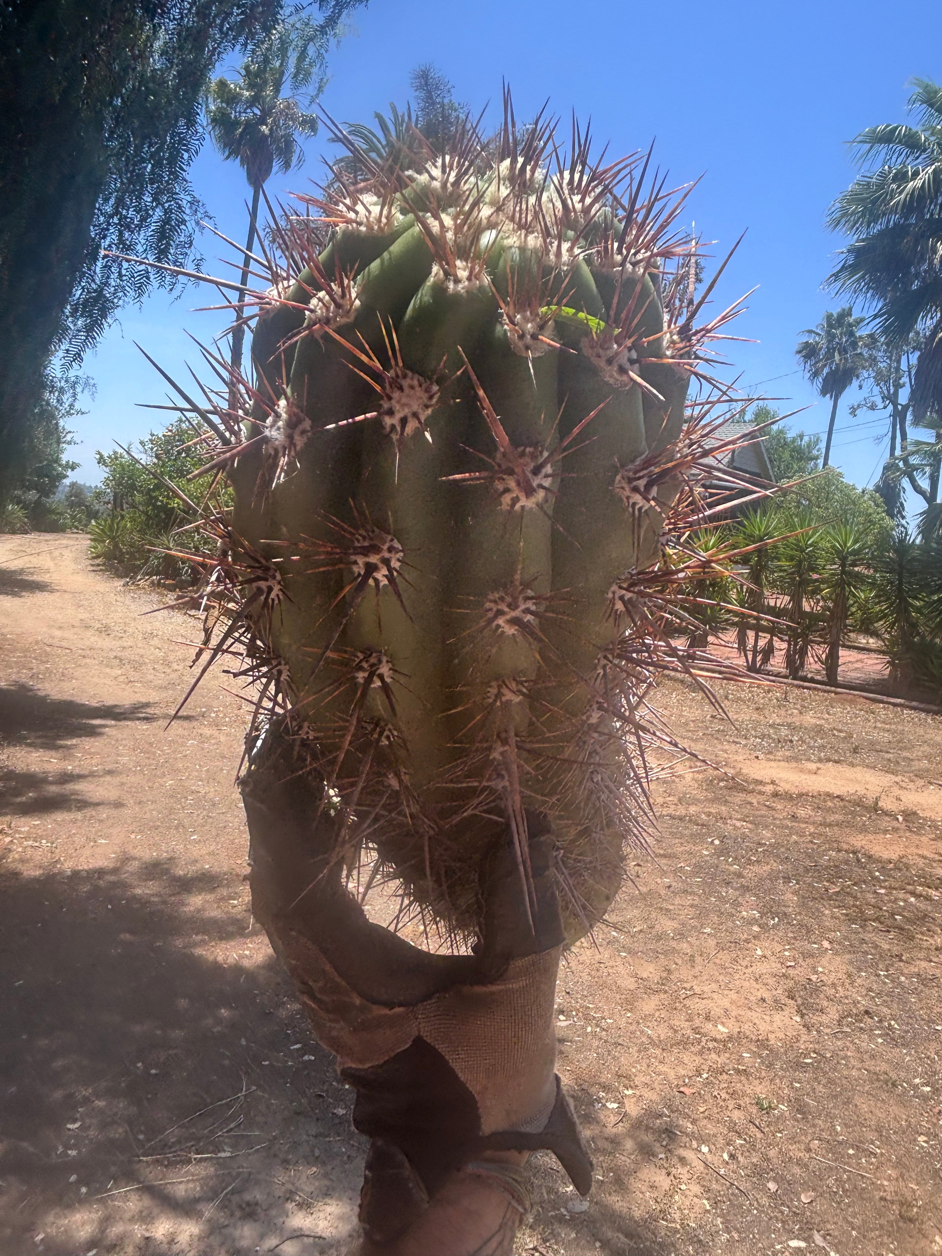 💎 Tacaquirensis — Massive 16” Pup