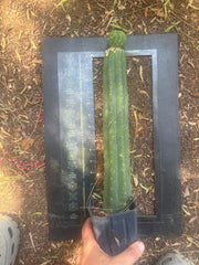 💎👑💎 Havran — Established Pup Graft on Rooted 15” Torres & Torres
