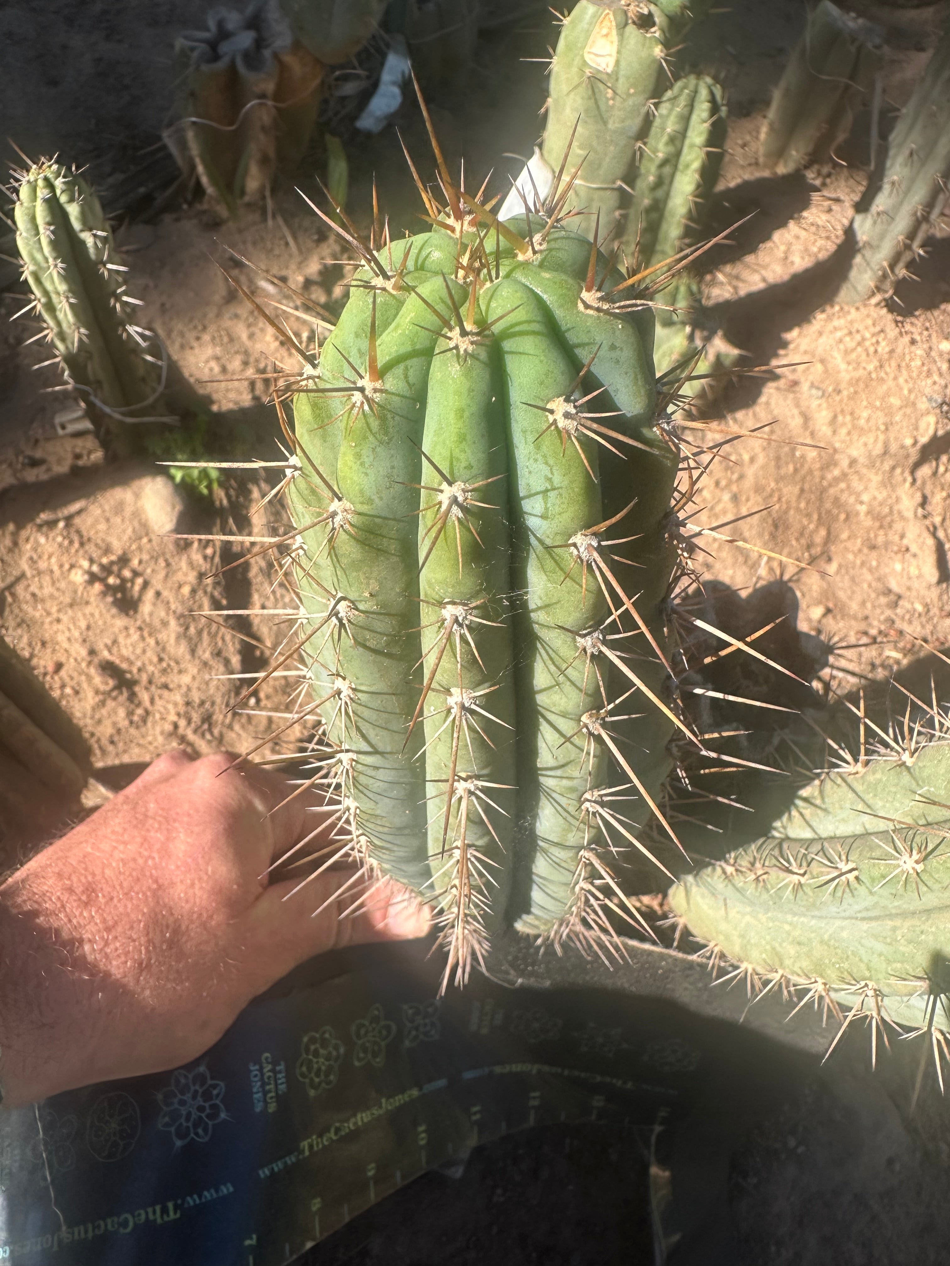 👑 Gawler — 9.5” Pup