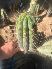 👑 Gawler — 9.5” Pup