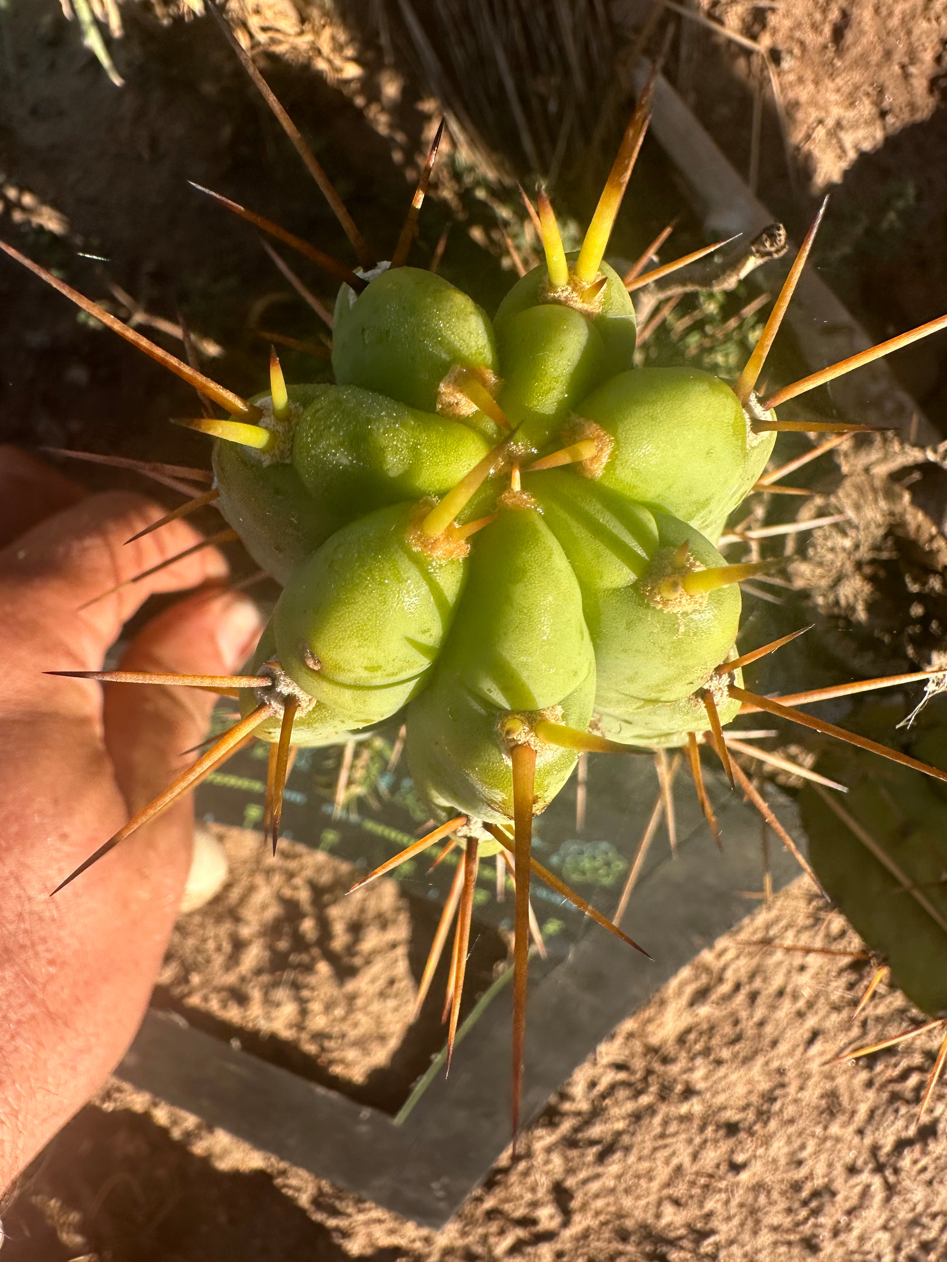 🌶️🌶️⚠️ E.R. — 7” Grenade