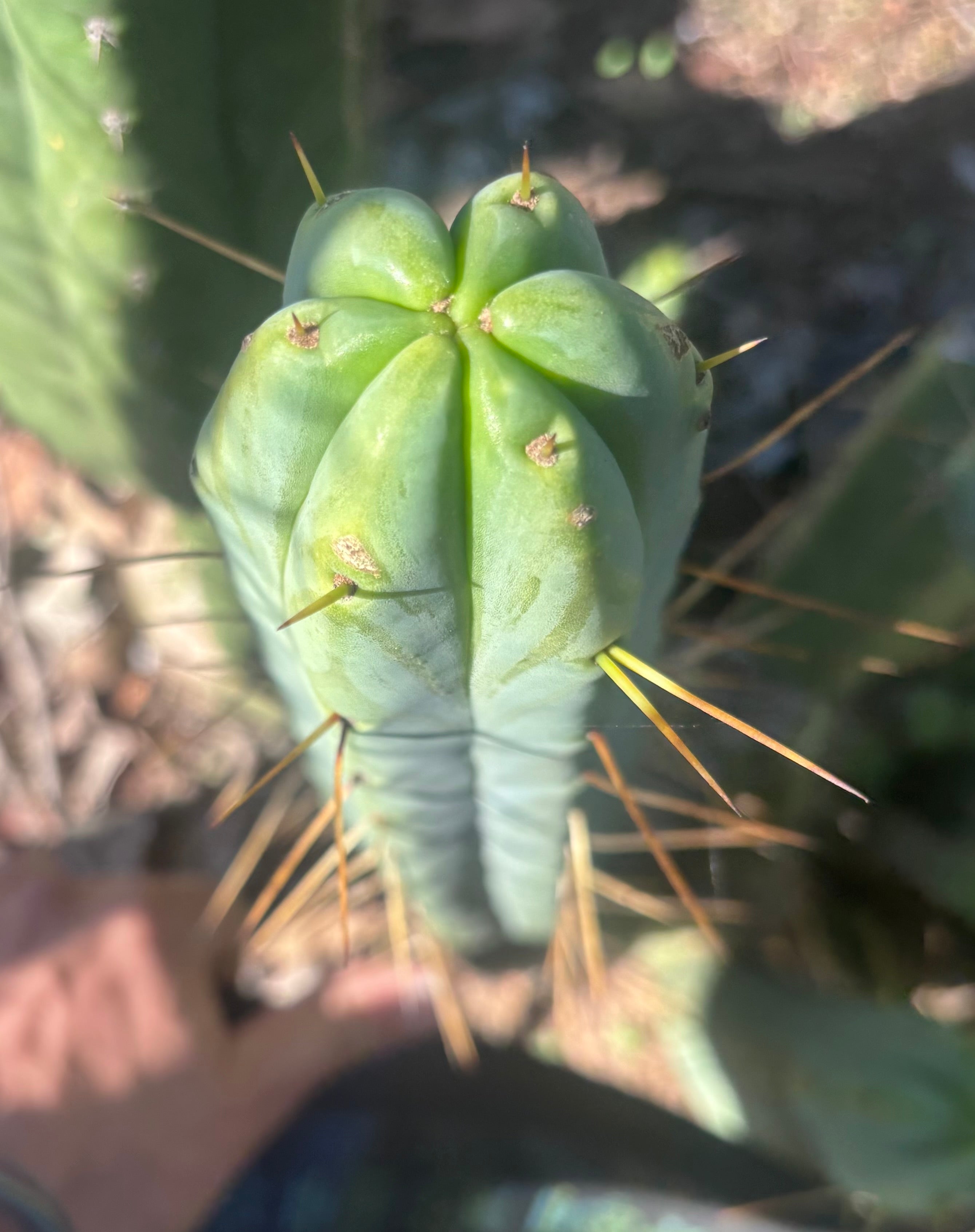 👑🌶️ BBB — XL 15” Tip