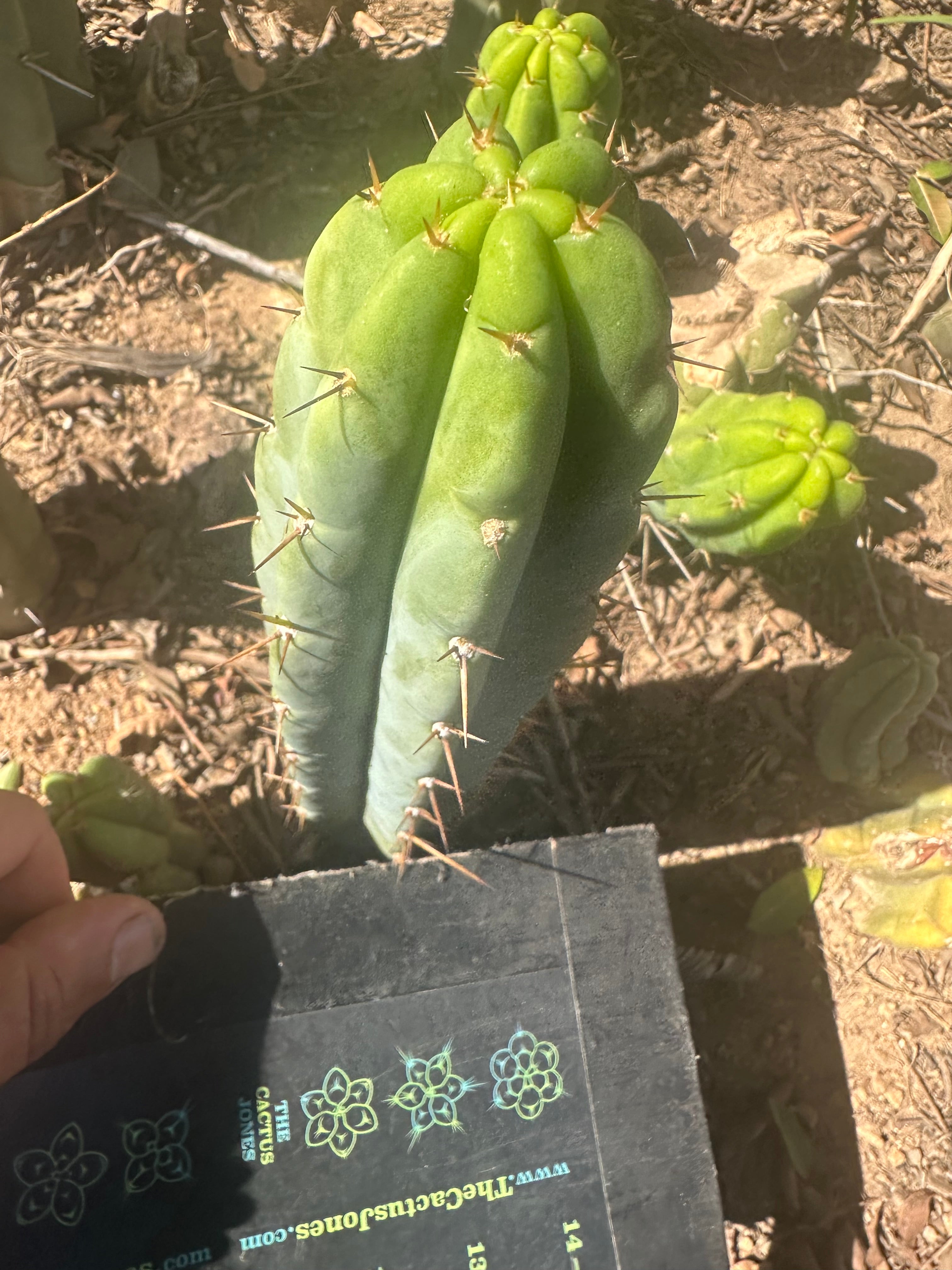 👑🌶️🌶️ Pala! — 8” Tip