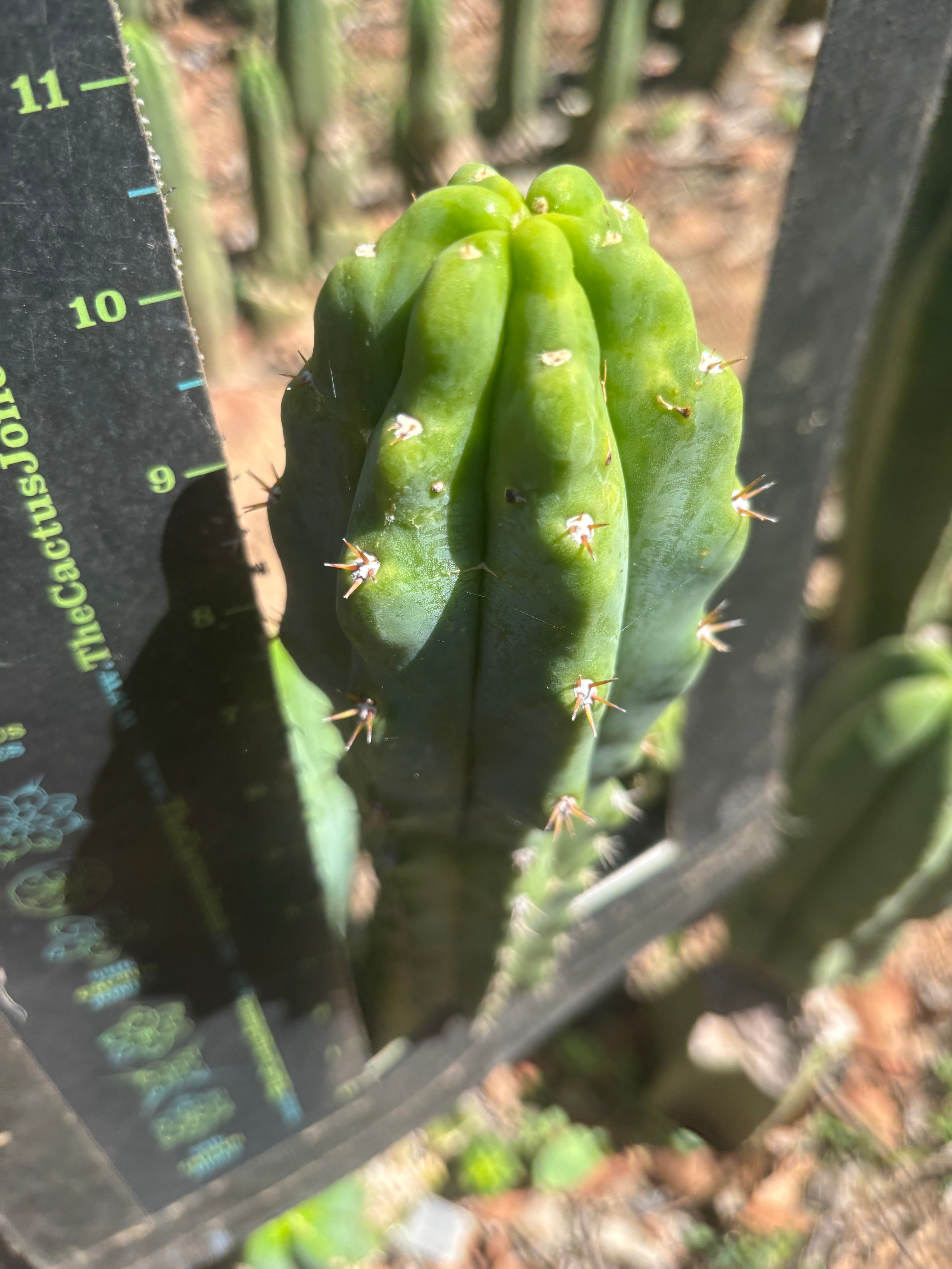 🌶️🌶️ NoidTwo — 10” Tip