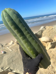 👑🌶️ Tom Juuls Giant  — XL Thick 16” Tip