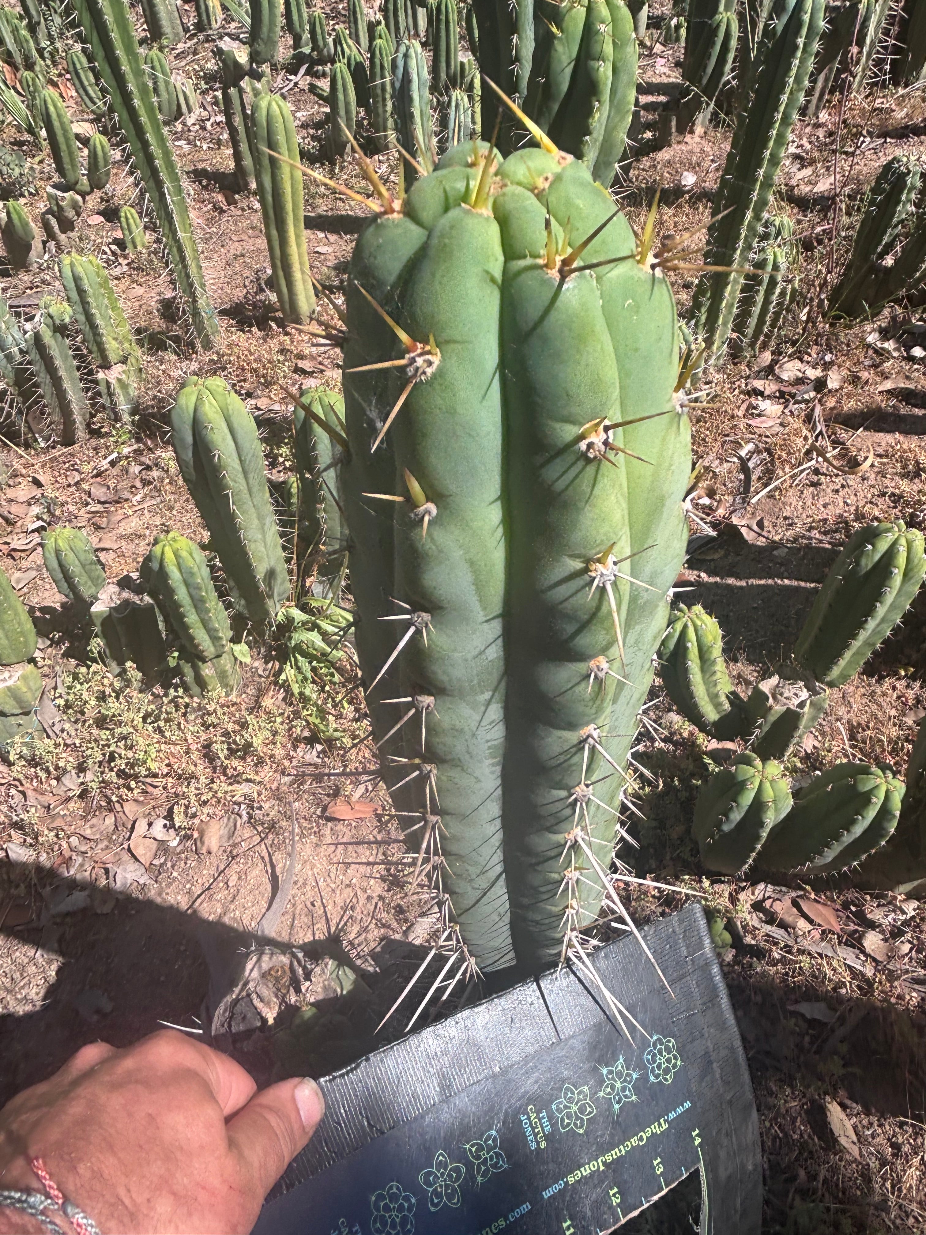 💎 Colossus x Clyde — XL 14” Tip