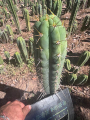 💎 Colossus x Clyde — XL 14” Tip