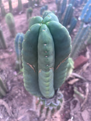 💎👑💎🌶️ Ferah — XL 9” Melon