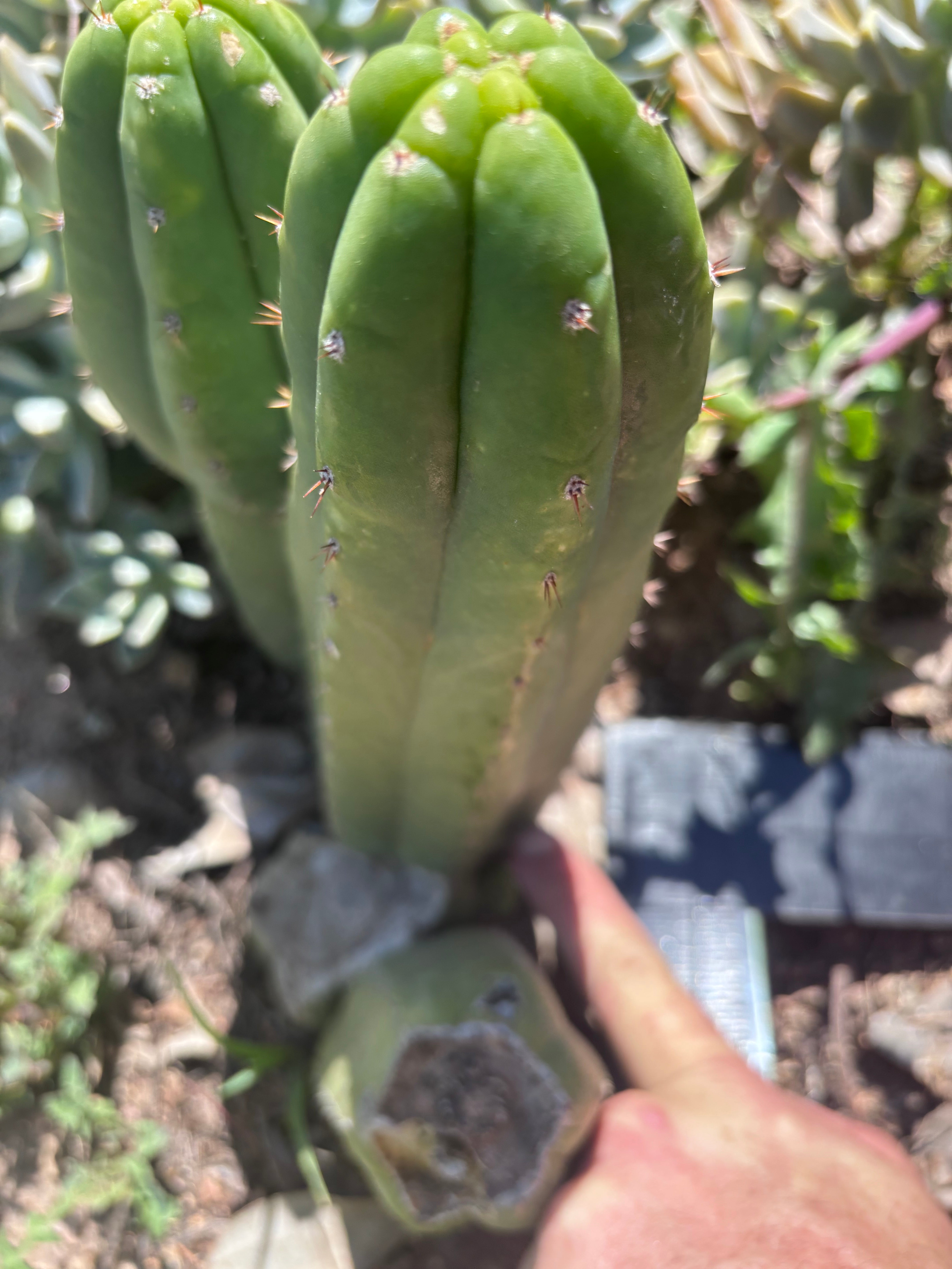 👑🌶️🌶️ Ogun — 10” Pup