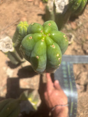 👑🌶️🌶️ Ogun — Another 14” Tip