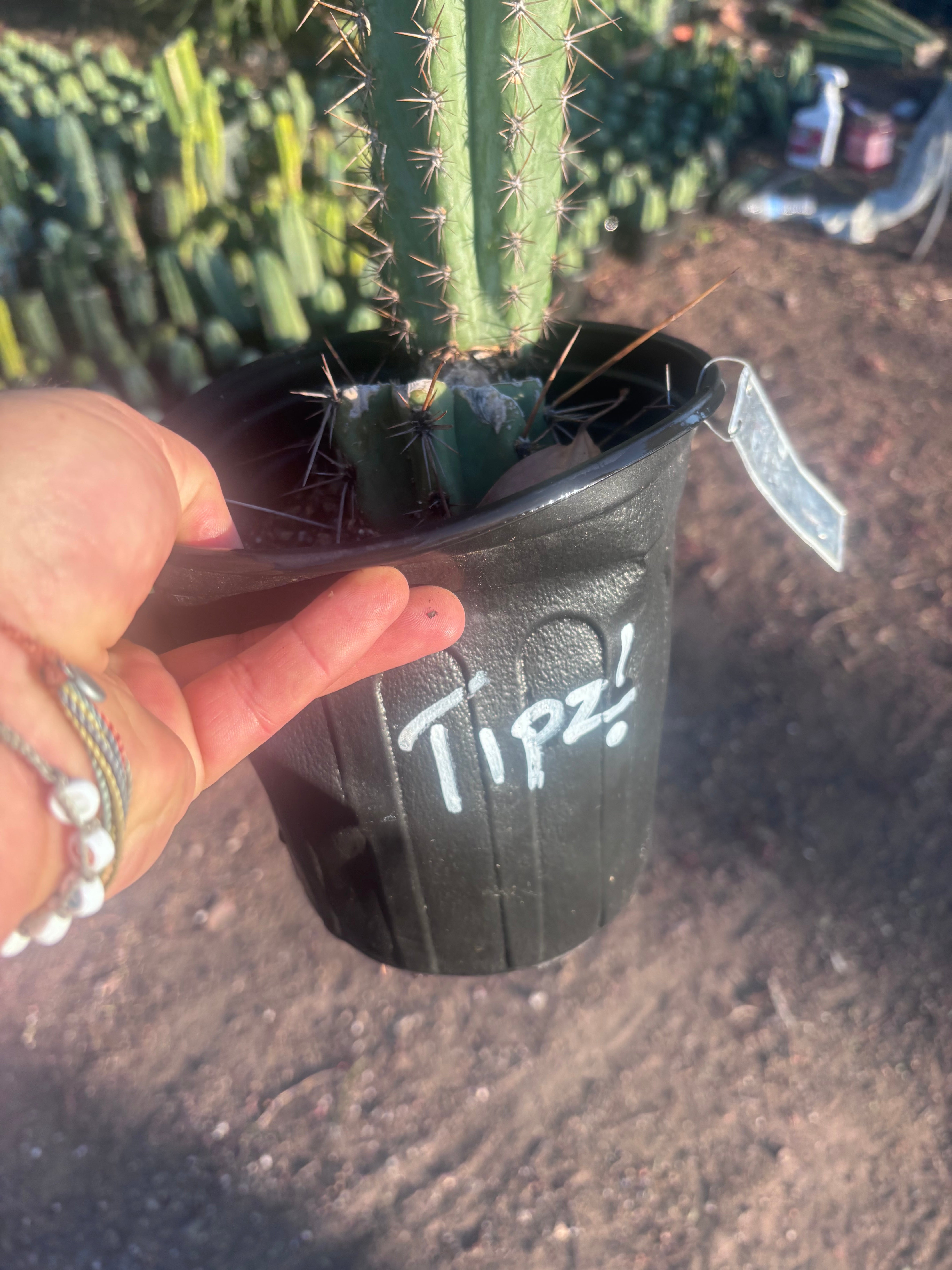 💎👑💎(🌶️ ) Tipz — Fully Rooted 16”