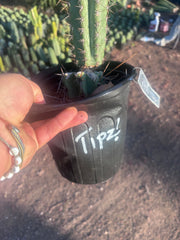 💎👑💎(🌶️ ) Tipz — Fully Rooted 16”