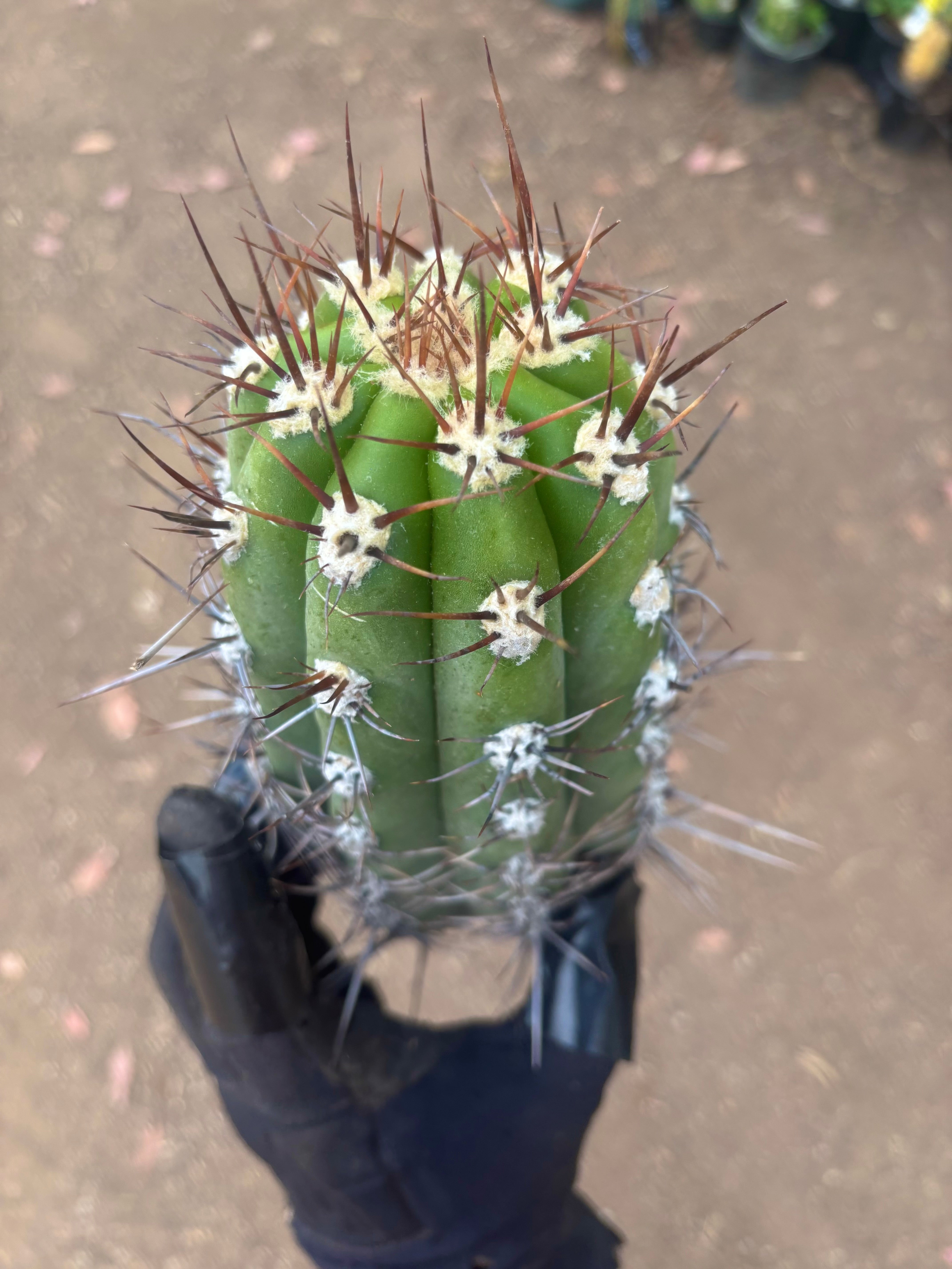💎⚔️ Taquimbalensis — FAT 10” Pup