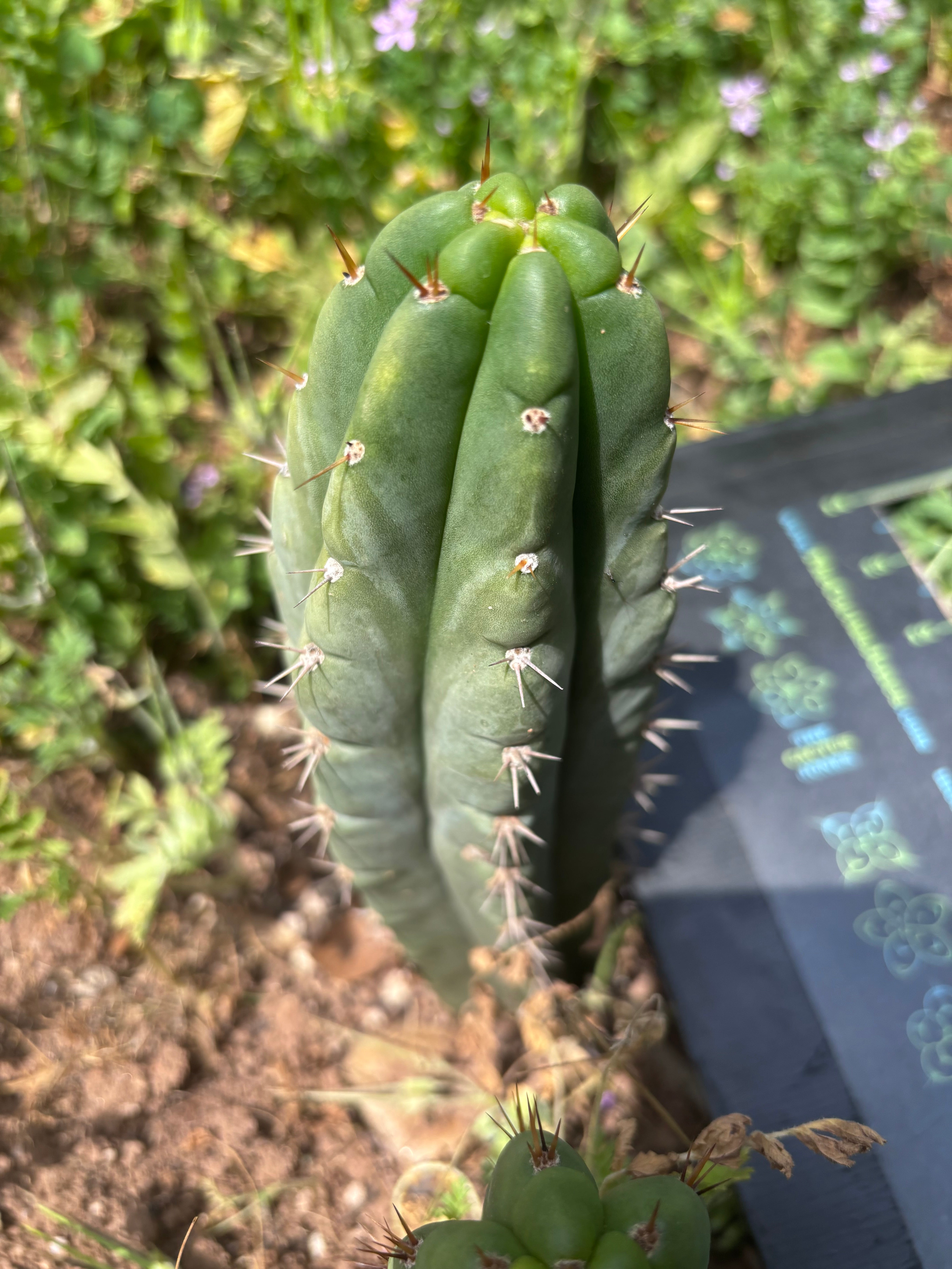 💎👑🌶️🌶️ Austy’s Bomb — 6.5” Tip