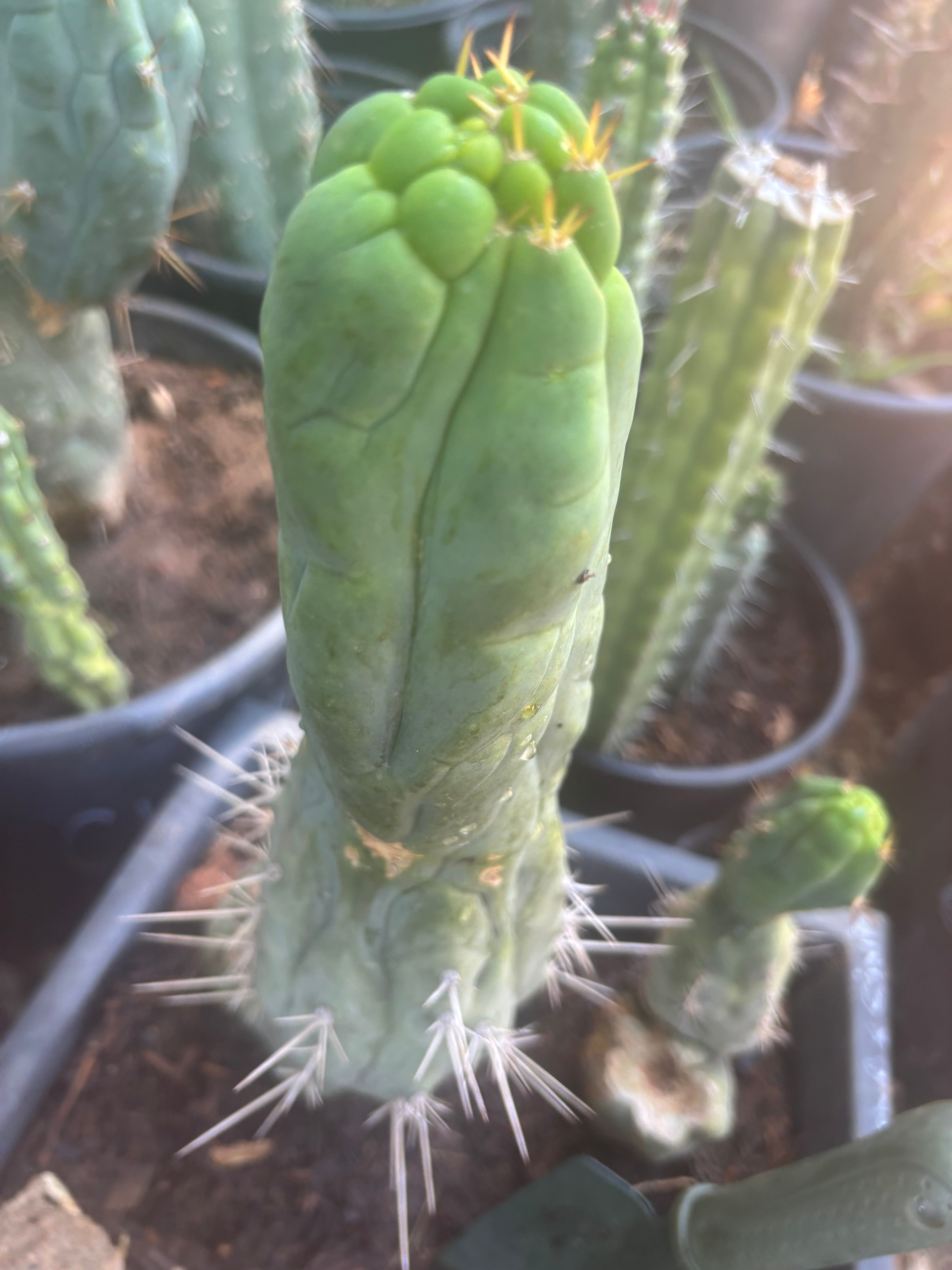 💎👑🐉 Bruce’s Dragon — Thick 10” Pup