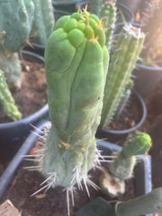 💎👑🐉 Bruce’s Dragon — Thick 10” Pup