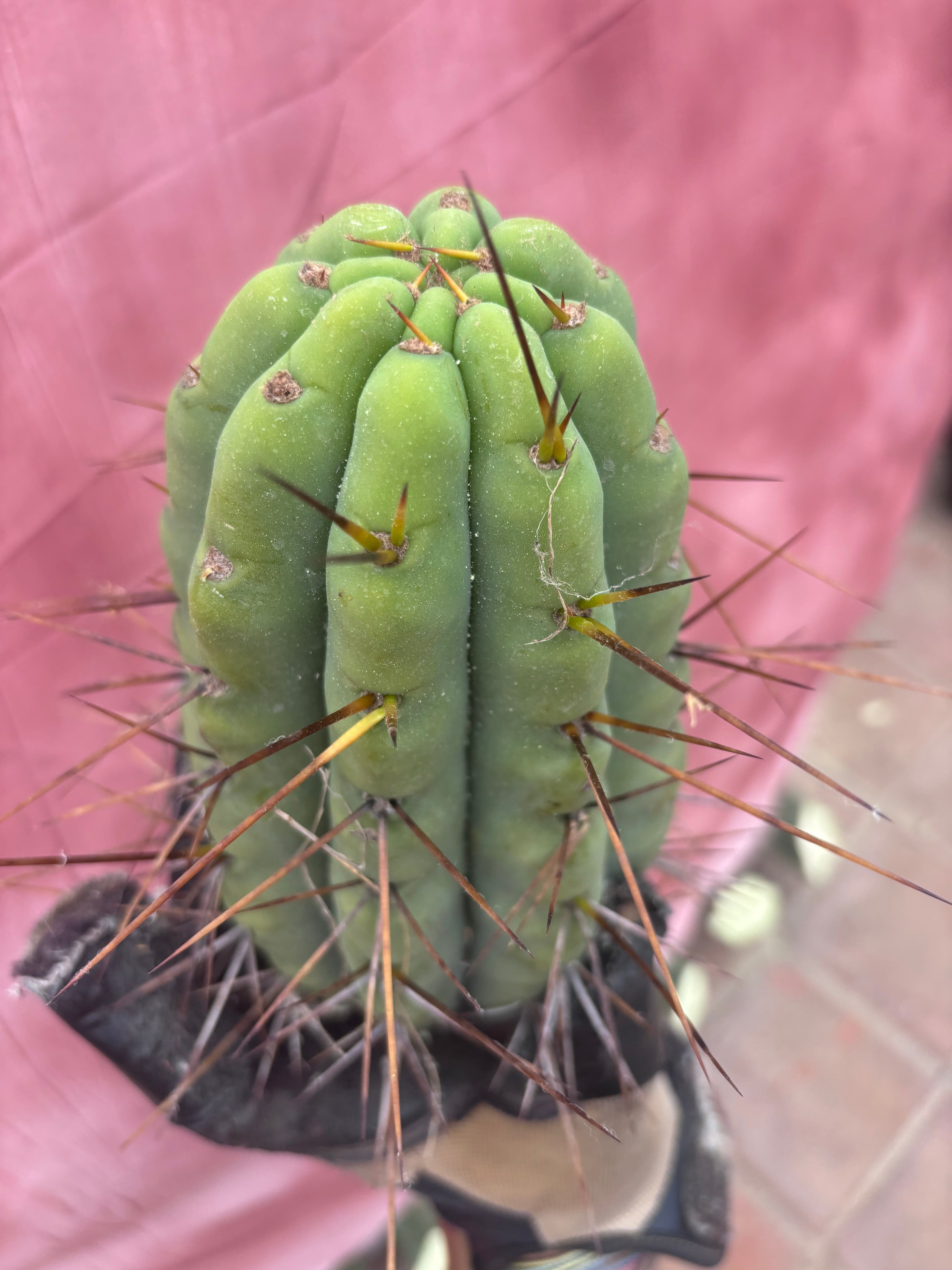 🌶️🌶️⚠️ E.R. — Another Beefy 9” Pup
