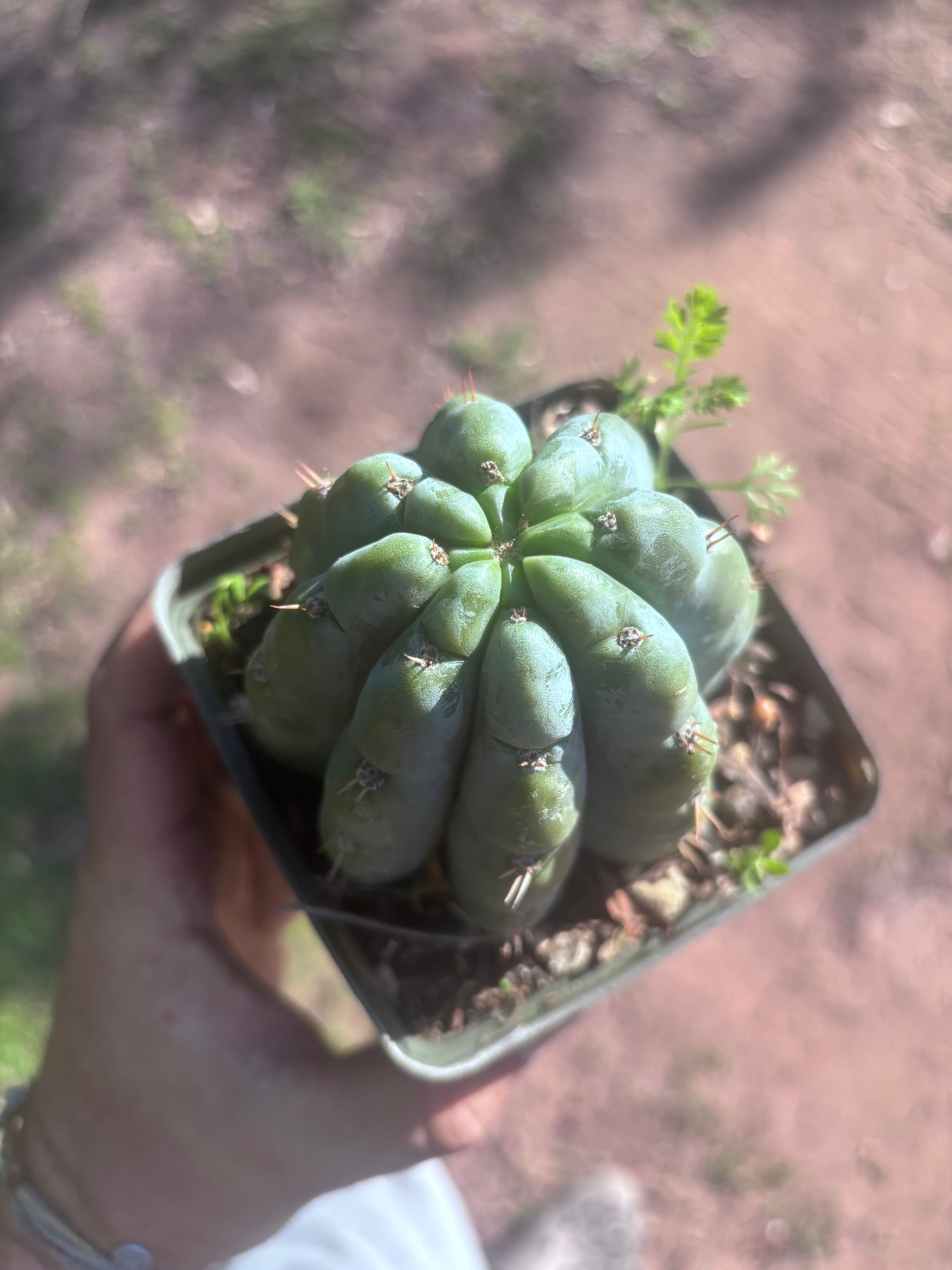 👑🌶️ Shine01 — Fat Rooted Tips