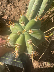 💎👑🌶️ CGG — 12” Melon