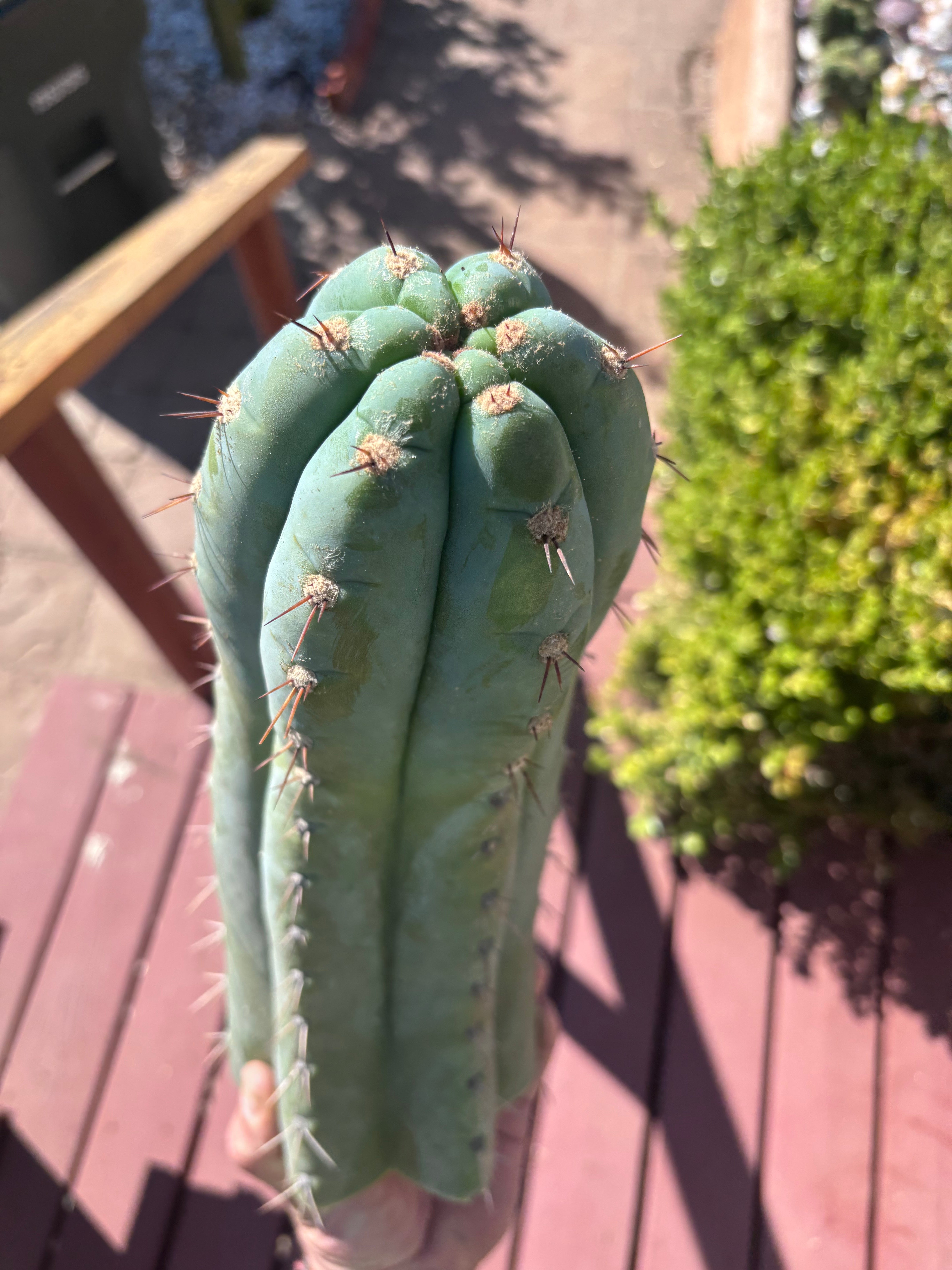 💎👑🌶️ CGG — XL 15” Tip