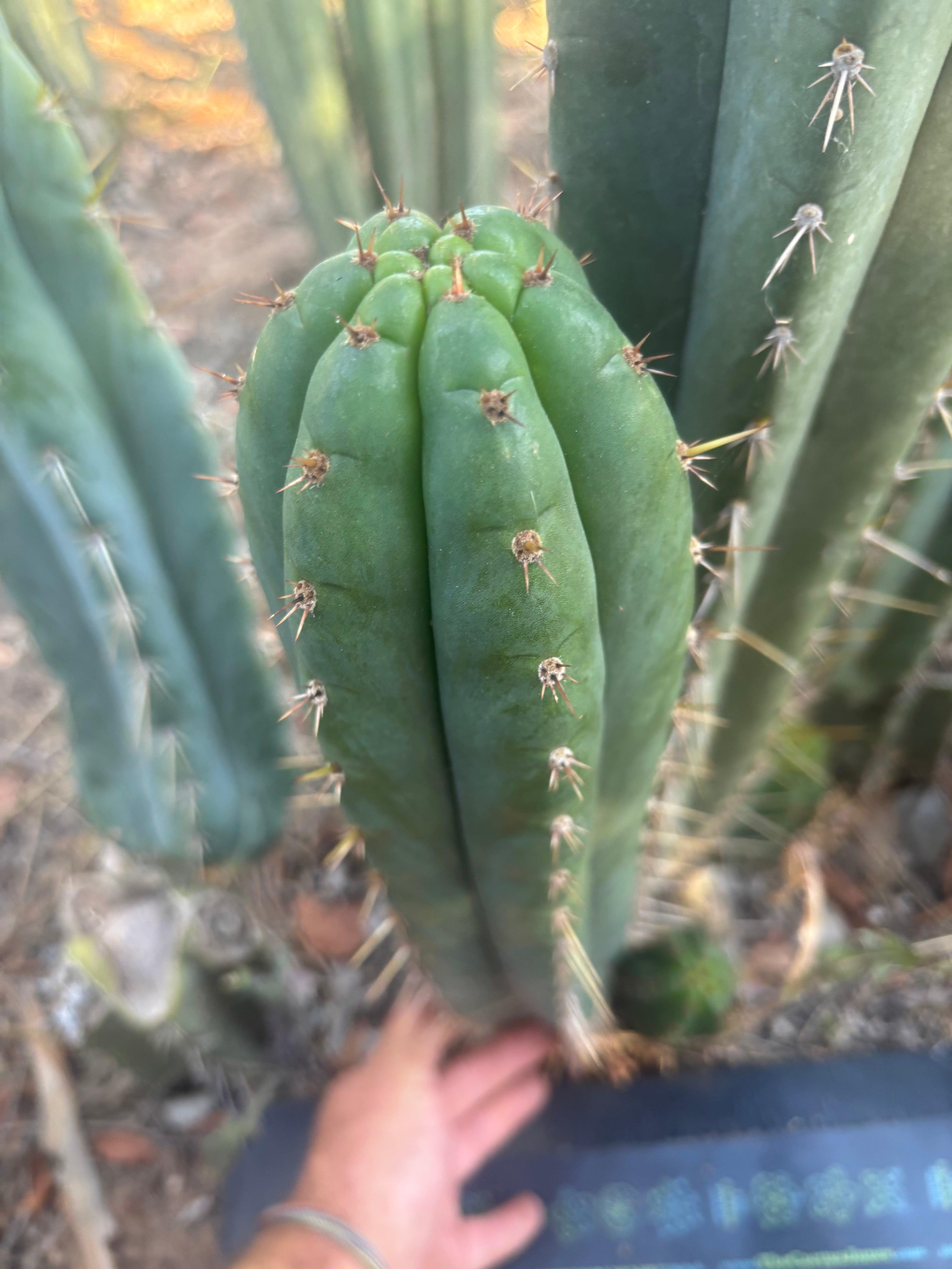 💎👑🌶️ Kimnach — XL 16” Pup