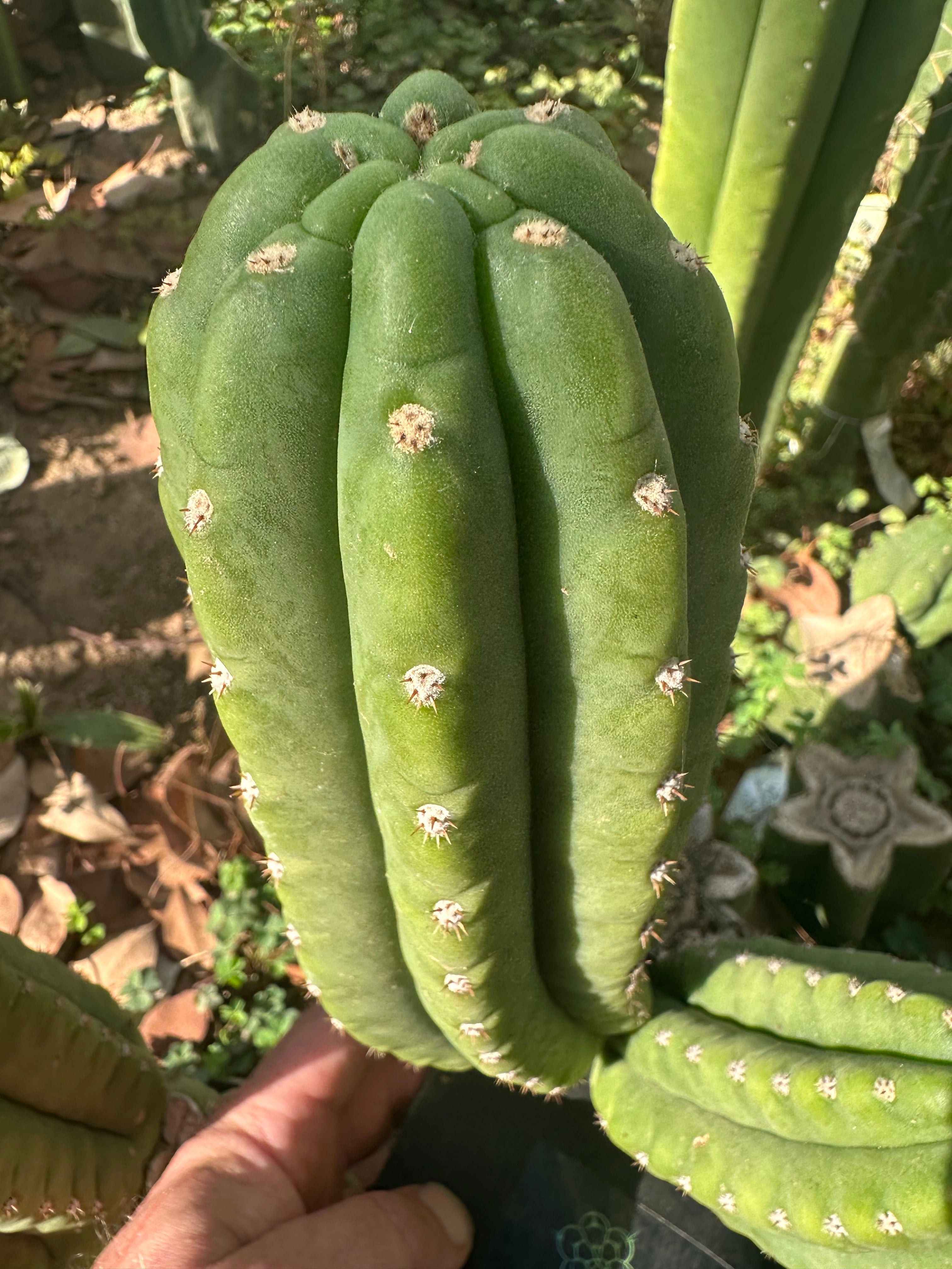 👑🌶️ The Field’s Pachanoi — Chonky 9” Pup