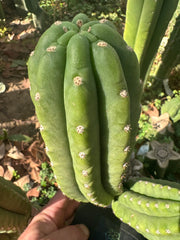 👑🌶️ The Field’s Pachanoi — Chonky 9” Pup