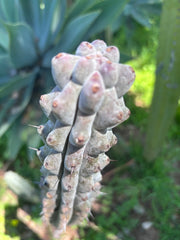 💎 Stenocereus Beneckei