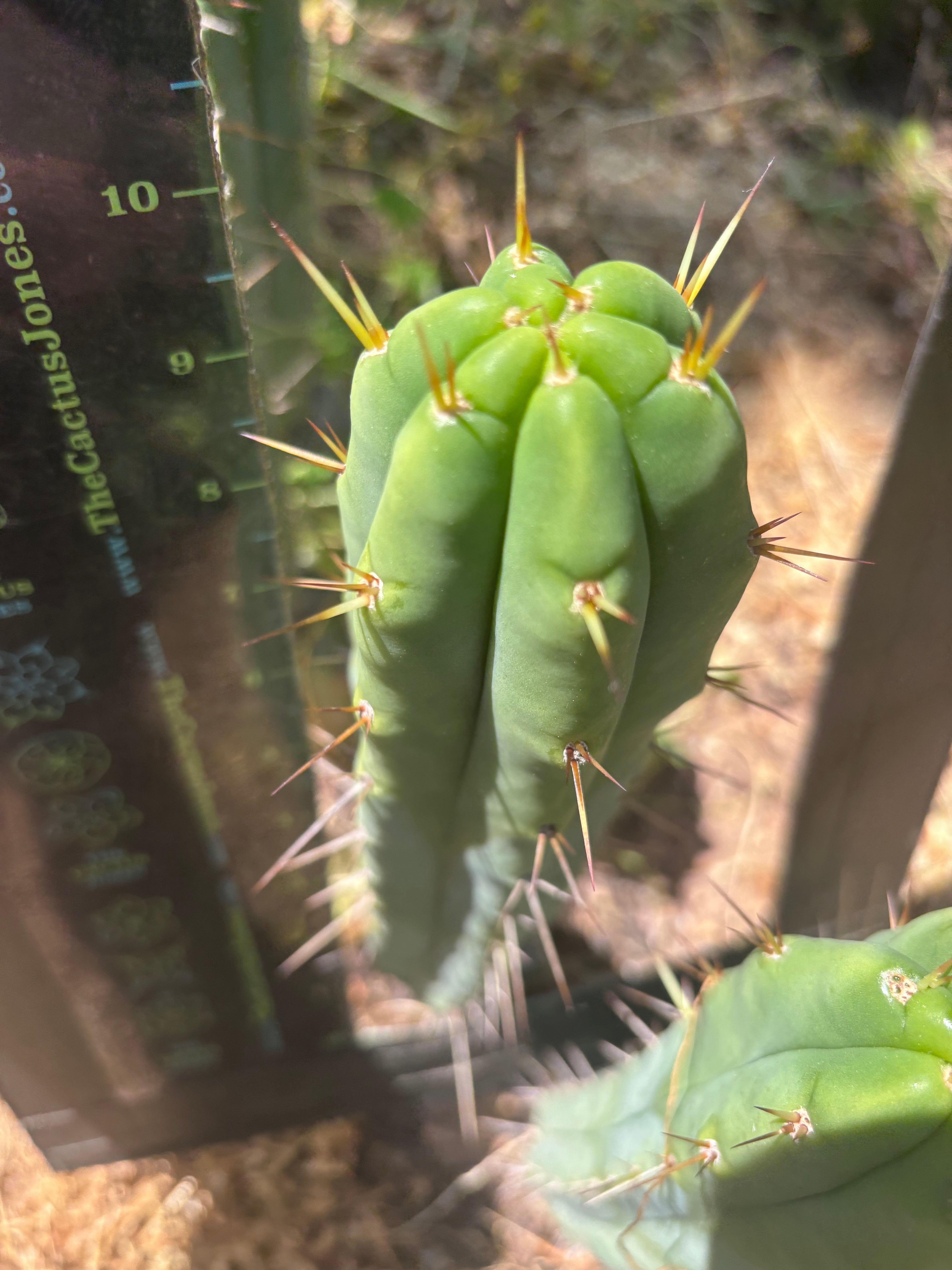 👑🌶️ Exotic Gardens — 10” Pups